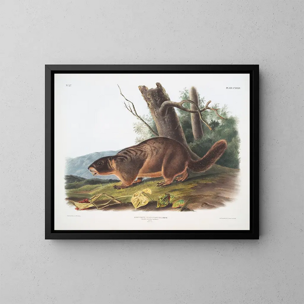 Marmotte à ventre jaune mâle taille naturelle - John Woodhouse Audubon — framed artwork on a wall