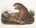 Marmotte van Maryland - John Woodhouse Audubon — weergave van het kunstwerk