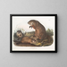 Marmotte van Maryland - John Woodhouse Audubon — ingelijst kunstwerk aan de muur