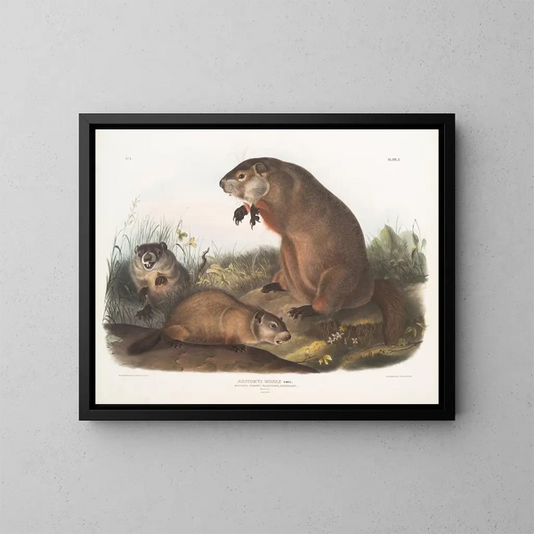 Maryland Marmot Painting - John Woodhouse Audubon — framed artwork on a wall