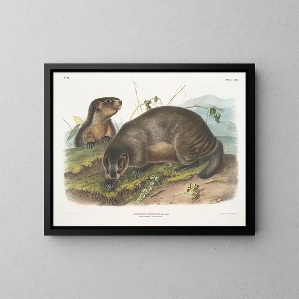 Snow Marmot - John Woodhouse Audubon — framed artwork on a wall