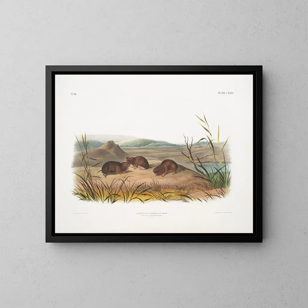 Snowshoe Hare - John Woodhouse Audubon — framed artwork on a wall