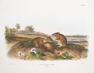 John Woodhouse Audubon - Arvicola hispidus Cotton Rat Natural size.webp