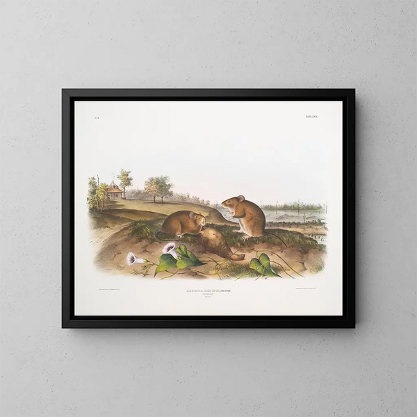 Rat cotonnier taille naturelle - John Woodhouse Audubon — framed artwork on a wall