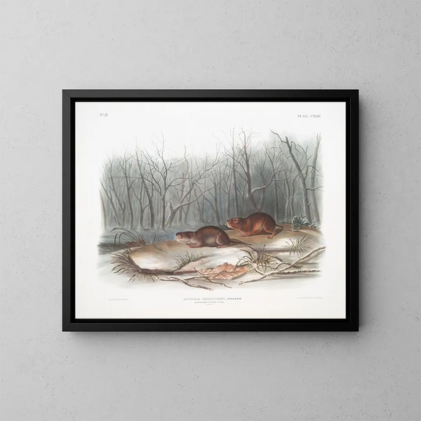 Richardson's Prairie Mouse at life size - John Woodhouse Audubon — framed artwork on a wall