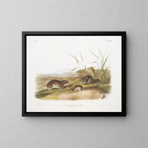 Prairie Mouse with Yellow Cheeks, life size - John Woodhouse Audubon — framed artwork on a wall