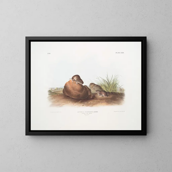 Mouse of Pines Male and Female Natural Size - John Woodhouse Audubon — framed artwork on a wall