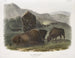 Bison américain 1 femelle 2 jeunes 3 mâles - John Woodhouse Audubon — weergave van het kunstwerk