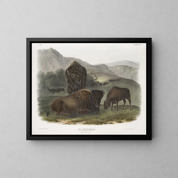American Bison Painting 1 female 2 young 3 males - John Woodhouse Audubon — framed artwork on a wall