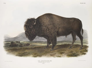 John Woodhouse Audubon - Bos Americanus American Bison or Buffalo Male.webp