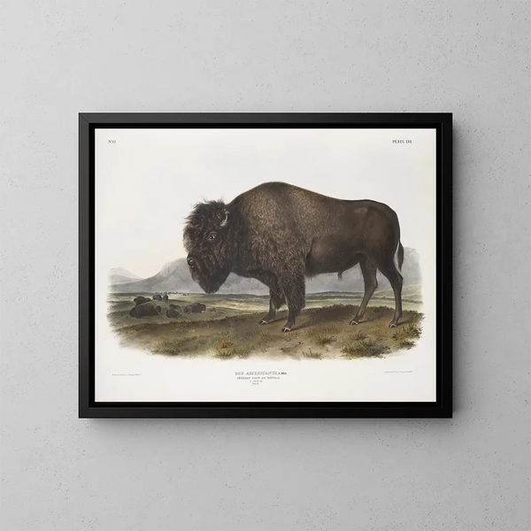 American Bison Male - John Woodhouse Audubon — framed artwork on a wall