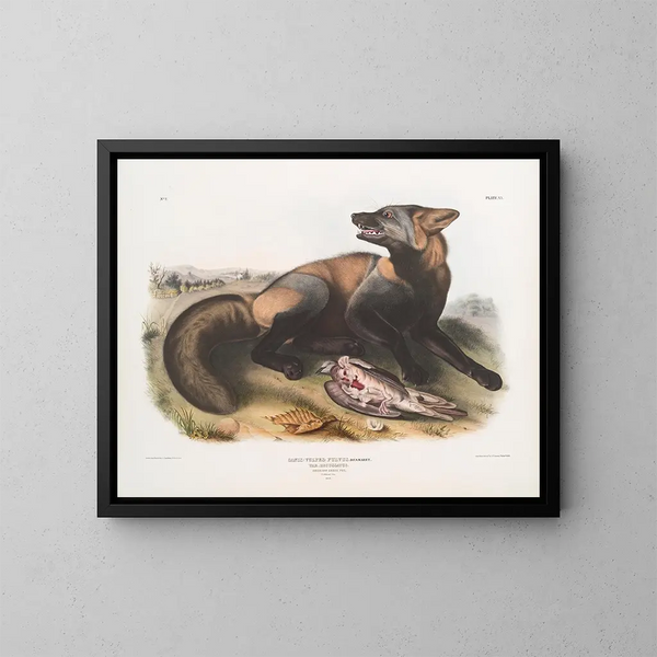 American Cross Fox - John Woodhouse Audubon — framed artwork on a wall