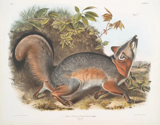 John Woodhouse Audubon - Canis Vulpes Virginianus Grey Fox.webp