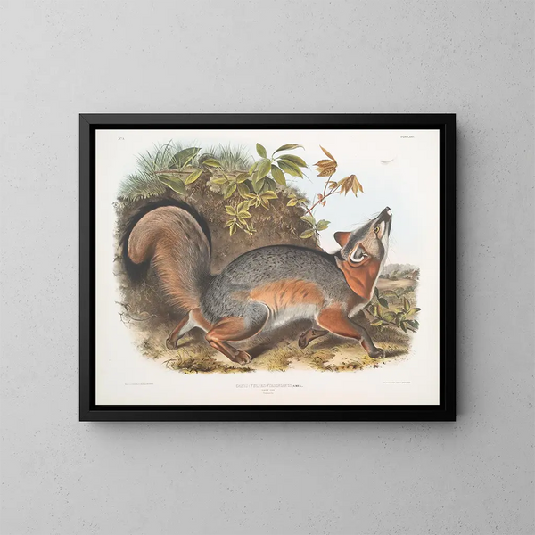 Gray Fox - John Woodhouse Audubon — framed artwork on a wall