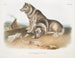 Eskimohond - John Woodhouse Audubon — weergave van het kunstwerk