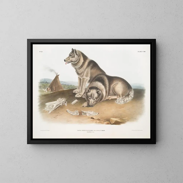 Eskimo Dog - John Woodhouse Audubon — framed artwork on a wall