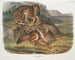 Loup des prairies mâle - John Woodhouse Audubon — weergave van het kunstwerk