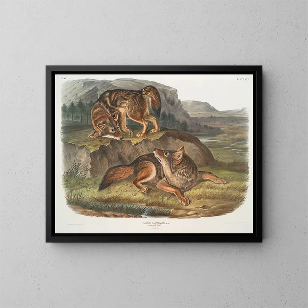 Wolf of the Prairies Male - John Woodhouse Audubon — framed artwork on a wall