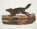 Amerikaanse mannelijke zwarte wolf - John Woodhouse Audubon — weergave van het kunstwerk