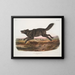 Amerikaanse mannelijke zwarte wolf - John Woodhouse Audubon — ingelijst kunstwerk aan de muur