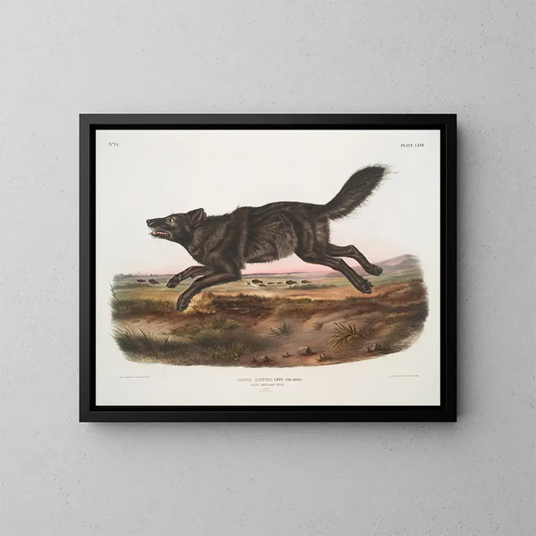 Black American Male Wolf - John Woodhouse Audubon — framed artwork on a wall