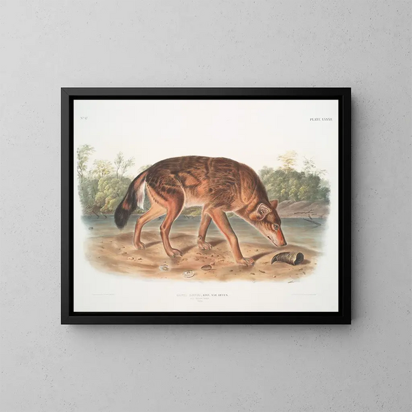 Red Wolf of Texas male - John Woodhouse Audubon — framed artwork on a wall