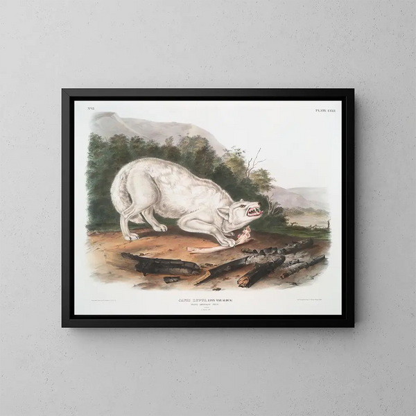 White American Wolf male - John Woodhouse Audubon — framed artwork on a wall