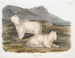 van het berggeit paar - John Woodhouse Audubon — weergave van het kunstwerk