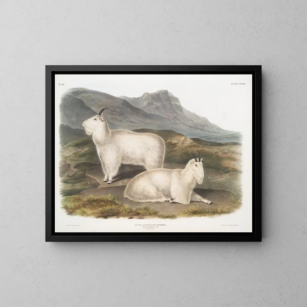 Mountain Goat Pair - John Woodhouse Audubon — framed artwork on a wall