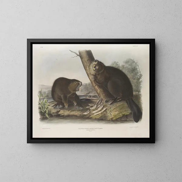 Castor américain - John Woodhouse Audubon — framed artwork on a wall