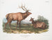 Eland Canadese mannetje en vrouwtje - John Woodhouse Audubon — weergave van het kunstwerk