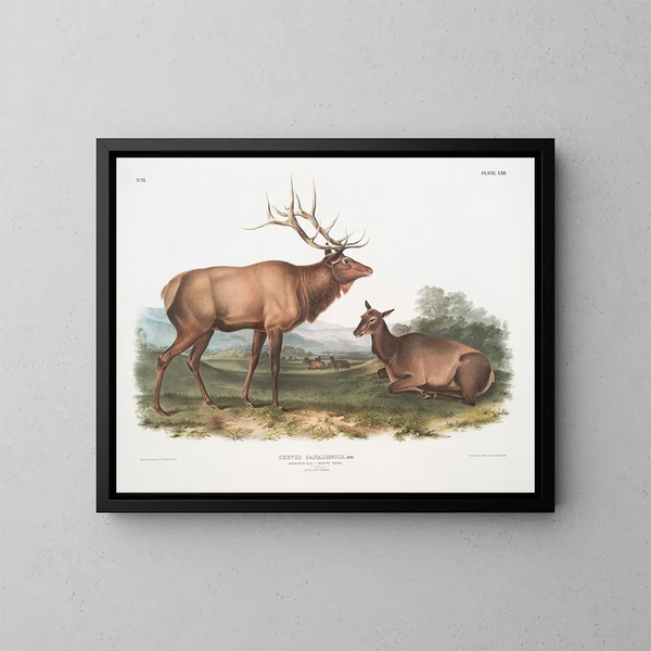 Élan canadien mâle et femelle - John Woodhouse Audubon — framed artwork on a wall