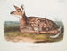Hert van Virginie, kalf, natuurlijke grootte - John Woodhouse Audubon — weergave van het kunstwerk