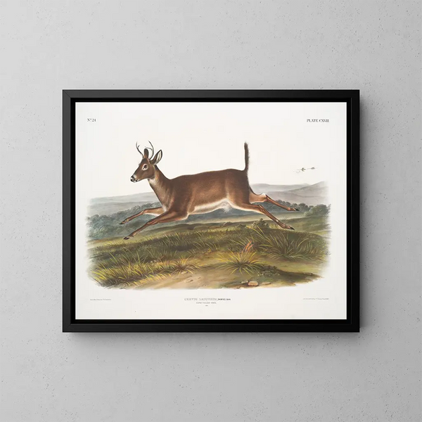 Cerf à queue longue mâle - John Woodhouse Audubon — framed artwork on a wall