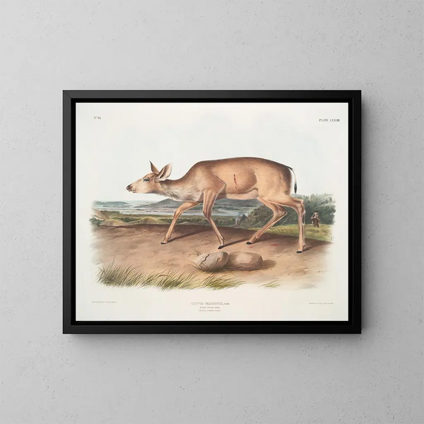 Cerf à queue noire, femelle en pelage d'été - John Woodhouse Audubon — framed artwork on a wall