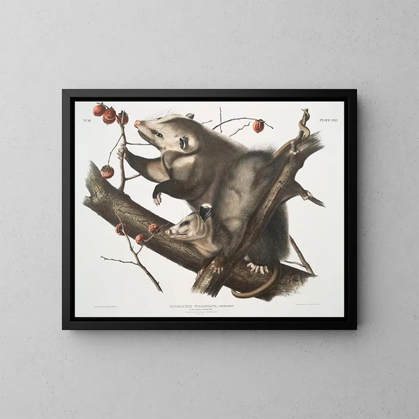 Opossum de Virginie femelle jonge man van 7 maanden natuurlijke grootte - John Woodhouse Audubon — ingelijst kunstwerk aan de muur