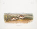 Gerbille à poche de Phillips mâle taille naturelle - John Woodhouse Audubon — weergave van het kunstwerk