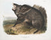 Peccary à collier mâle - John Woodhouse Audubon | Schilderij — weergave van het kunstwerk
