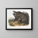Peccary à collier mâle - John Woodhouse Audubon | Schilderij — ingelijst kunstwerk aan de muur