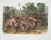 van een jonge vrouwelijke puma - John Woodhouse Audubon — weergave van het kunstwerk