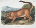 De mannelijke puma - John Woodhouse Audubon — weergave van het kunstwerk