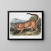 De mannelijke puma - John Woodhouse Audubon — ingelijst kunstwerk aan de muur