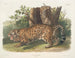Jaguar vrouwtje - John Woodhouse Audubon — weergave van het kunstwerk