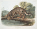 Ocelot of mannelijke luipaardkat - John Woodhouse Audubon — weergave van het kunstwerk