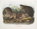 Rat musqué natuurlijk op ware grootte oud en jong - John Woodhouse Audubon — weergave van het kunstwerk
