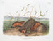 Ratten van Douglas de Columbia op ware grootte - John Woodhouse Audubon — weergave van het kunstwerk