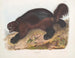 Gulo luscus, de glouton - John Woodhouse Audubon — weergave van het kunstwerk