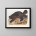 Gulo luscus, de glouton - John Woodhouse Audubon — ingelijst kunstwerk aan de muur
