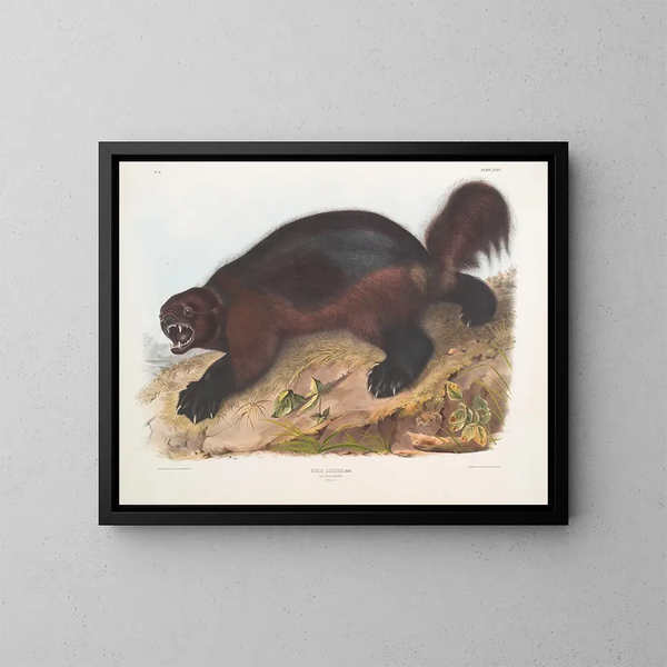 Gulo luscus, de glouton - John Woodhouse Audubon — ingelijst kunstwerk aan de muur