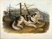 Hond van de Hare - John Woodhouse Audubon — weergave van het kunstwerk